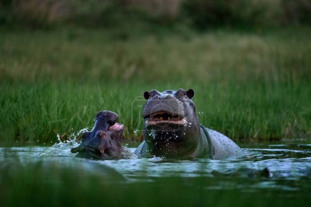 Foto de Hipona con pájaros. African Hippopotamus, Hippopotamus amphibius capensis, with evening sun, animal in the nature water habitat, Khwai, Moremi in Botswana, Africa. Vida silvestre escena de la naturaleza. - Imagen libre de derechos