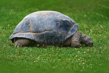 Photo for Aldabra giant tortoise, Aldabrachelys gigantea, turtle on the green grass. endemic to the islands of the Aldabra Atoll in the Seychelles. It is one of the largest tortoises in the world, Asia. - Royalty Free Image