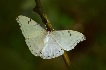 Photo for White butterfly on green leaves in tropic jungle. Morpho polyphemus, the white morpho, white butterfly of Mexico and Central America. Exotic insect in the nature tropical habitat. - Royalty Free Image