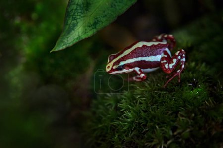 Téléchargez les photos : Epidobates anthonyi Santa Isabel, grenouille fantasque venimeuse dans l'habitat naturel de la forêt tropicale équatorienne. Dendrobates tricolore, amphibien dans la végétation verte. - en image libre de droit