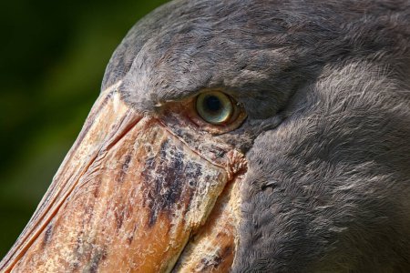 Photo for Shoebill close-up head detail. Shoebill, Balaeniceps rex, hidden in the green vegetation. Portrait of big beaked bird, Uganda. Birdwatching in Africa. - Royalty Free Image