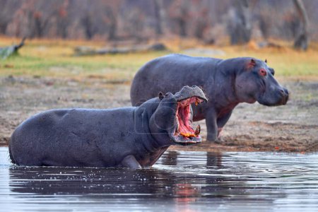 Téléchargez les photos : Botswana faune. Hippopotame avec museau à bouche ouverte avec bouche ouverte, animal dangereux dans l'eau. Détail portrait de tête d'hippopotame. Hippopotamus amphibius capensis, avec soleil du soir, animal dans la nature. - en image libre de droit