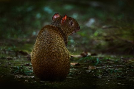 Photo for Wildlife Costa Rica. Agouti in the tropical forest. Animal in nature habitat, green jungle. Big wild mouse in green vegetation. Animal from Costa Rica.  Mammal in the forest, wildlife. - Royalty Free Image