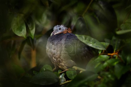Photo for Ashy Woodpigeon, Columba pulchricollis, bird on the nature forest habitat, China. Pigeon in the green tree vegetation. Birdwatching in Asia. Wildlife nature. Grey dove in habitat. - Royalty Free Image