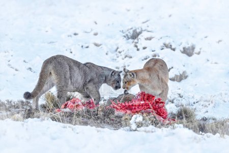 Photo for Puma eating guancao carcass, skeleton in the mouth muzzle with tongue. Wildlife neture in Torres del Paine NP in Chile. Winter with snow. - Royalty Free Image