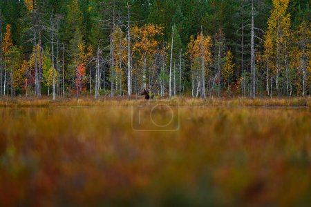 Foto de Oso escondido en el bosque amarillo. Árboles de otoño con oso, retrato facial. Hermoso oso pardo caminando alrededor del lago, colores de otoño, Rumania fauna. - Imagen libre de derechos