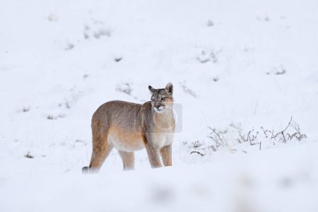 Photo for Puma, nature winter habitat with snow, Torres del Paine, Chile. Wild big cat Cougar, Puma concolor, hidden portrait of dangerous animal with stone. Mountain Lion. Wildlife scene from nature. - Royalty Free Image