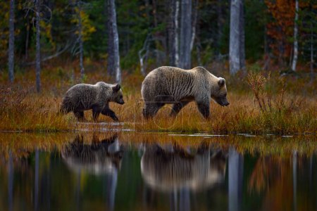 Téléchargez les photos : Ours caché dans la forêt jaune. Arbres d'automne avec ours, portrait du visage. Beau ours brun marchant autour du lac, couleurs automnales, faune roumaine. - en image libre de droit