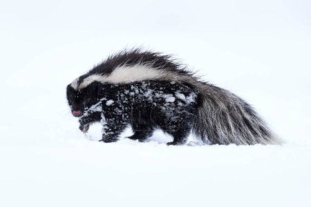 Photo for Skuknk in snow. Humboldt's hog-nosed skunk, Conepatus humboldtii, black and white fur coat animal, in the nature winter habitat with snow, Laguna Sofia, Patagonia, Chile. Nature wildlife, cold Chile. - Royalty Free Image