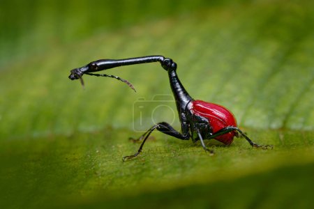 Madagascar endemic. Giraffe weevil, Trachelophorus giraffa, black and red beetle insect on the green leaf. Giraffe weevil on the nature forest habitat, Andasibe Manadia NP, Madagascar endemic