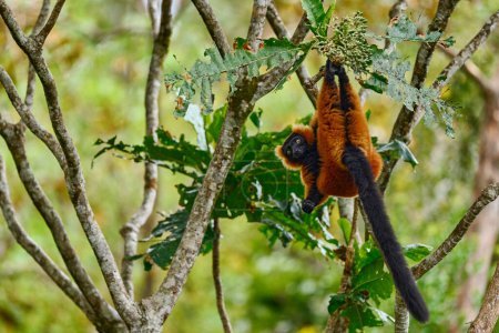 Foto de Lémur rubio rojo, Varecia rubra, Parque Nacional Andasibe Mantadia en Madagascar. Mono marrón rojo en el árbol, hábitat natural en el bosque verde. Lemur en la vegetación, endémico. - Imagen libre de derechos