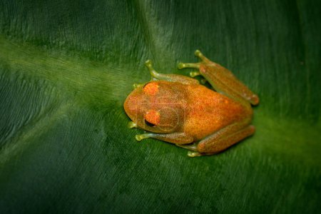 Photo for Green bright-eyed frog, Boophis viridis, frog in the family Mantellidae, endemic to Madagascar. Amphibian from Andasibe-Mantadia National Park, frog in the nature habitat. Boophis viridis red orange - Royalty Free Image