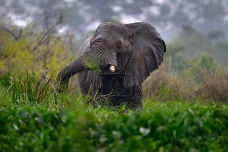 Téléchargez les photos : Ouganda faune, Afrique. Éléphant sous la pluie, delta du Nil Victoria. Elephant in Murchison Falls NP, Uganda. Grand mammifère dans l'herbe verte, végétation forestière. Promenade des éléphants dans l'habitat naturel. - en image libre de droit