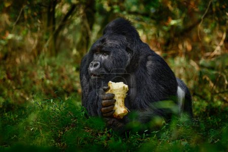 Foto de Gorila - retrato del bosque de vida silvestre. Uganda gorila de montaña con comida. Detalle cabeza retrato de primate con hermosos ojos. Escena de vida salvaje de la naturaleza. ¡África! Mono mono gorila de montaña, Bwindi NP. - Imagen libre de derechos