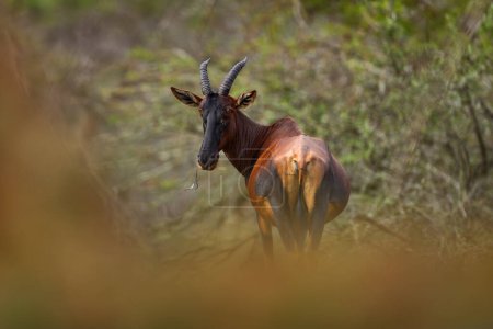 Foto de Antílope Topi, Ishasha, Parque Nacional Reina Isabel, África. Uganda wildlife.Topi antílope el hábitat natural. Animal en el bosque africano. - Imagen libre de derechos