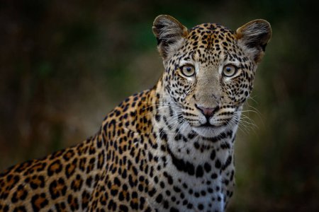 Foto de Naturaleza de Botswana. Leopardo, Panthera pardus shortidgei, retrato de cabeza oculta en la bonita hierba naranja, gran gato salvaje en el hábitat natural, día soleado en la sabana. Naturaleza de la fauna. - Imagen libre de derechos
