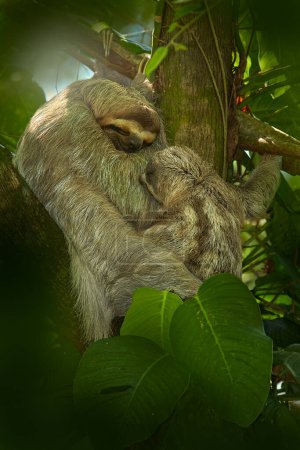 Téléchargez les photos : Sloth avec bébé. Bel animal dans un habitat naturel. La paresseuse à deux doigts de Linné, Choloepus didactylus, cachée dans la végétation vert foncé. Joli chiot dans l'habitat, Costa Rica. Faune dans la jungle - en image libre de droit