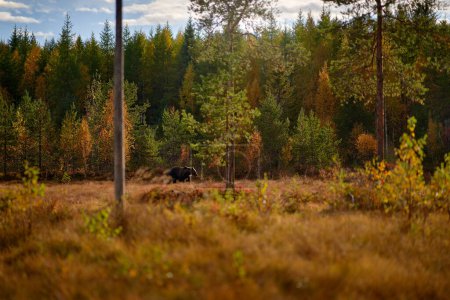 Téléchargez les photos : Ours caché dans la forêt jaune. Arbres d'automne avec ours, portrait du visage. Beau ours brun marchant autour du lac, couleurs automnales, faune roumaine. - en image libre de droit