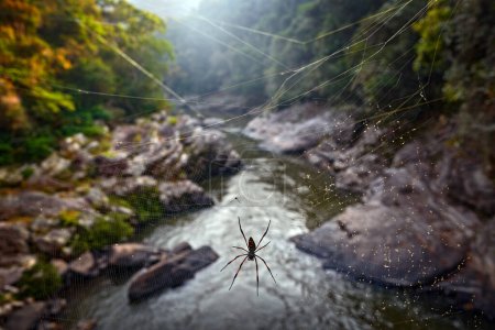 Foto de Nephila inaurata, red-legged golden orb-weaver spider with cobweb above the river, Ranomafana NP, Madagascar. Insect from Africa. Spider with green landscape with water, morning sunrise. - Imagen libre de derechos