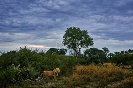 Téléchargez les photos : Lion in the nature habitat with dark blue grey storm clouds. Green season in the Africa. African Lion in wet vegetatin, Okavango Delta in Africa. Wildlife nature, Botswana. - en image libre de droit