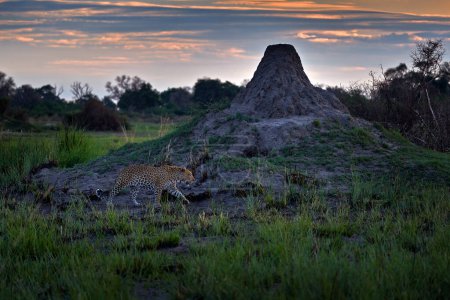 Téléchargez les photos : Leopard with big termite mound nest, evening sunset. Leopard portrait Okavango delta, Botswana in Africa. Wild cat hidden portrait in the grass. - en image libre de droit