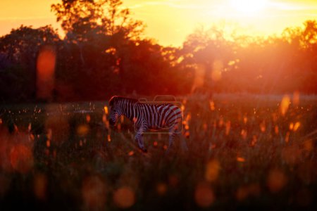 Photo for Sunset at Okavango delta. Zebra forest. Zebra yellow golden grass. Burchell's zebra, Equus quagga burchellii, Moremi Botswana, Africa. Wild animal on orange forest meadow. Wildlife nature. - Royalty Free Image