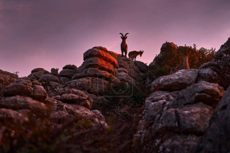 Spain wildlife, twilight sunrise. Iberian ibex, wild goat in the nature habitat, El Torcal de Antequera nature reserve in Andalusia, Spain. Spanish ibex portrait on rock in mountain, Europe nature. 