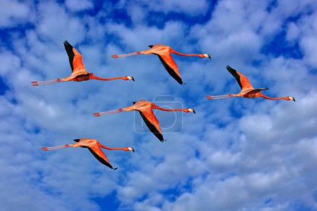 Foto de Flamingo flight on the blue sky with white clouds, Ra Celestun reserve, Yucatan on Mexico. Flock of birds fly. American flamingo, Phoenicopterus ruber, pink red birds in the nature mangrove habitat. - Imagen libre de derechos