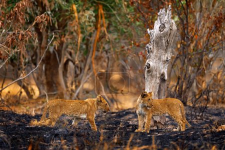 Foto de Fuego en África. León africano, macho. Vida silvestre de Botswana. León, el fuego quemó sabana destruida. Animal quemado en el fuego, león tendido en la ceniza negra y cenizas, Savuti, Chobe NP en Botswana. - Imagen libre de derechos