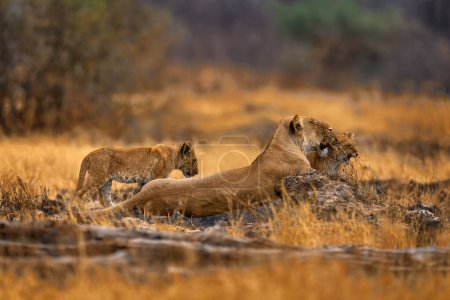 Photo for African lion, young kitten. Botswana wildlife. Lion, fire burned destroyed savannah. Animal in fire burnt place, lion lying in black ash and cinders, Chobe NP in Botswana. Hot season in Africa. - Royalty Free Image
