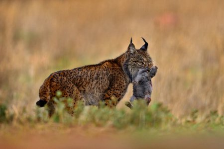 Photo for Spain wildlife. Iberian lynx, with catch hare, wild cat endemic to Iberian Peninsula in Spain in Europe. Cat with kill, food behaviour. Canine feline with spot fur coat, sunset light. - Royalty Free Image