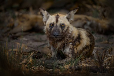 Téléchargez les photos : Wild dog lying, Moremi, Khwai in Botswana, Africa. Dangerous spotted animal with big ears. Hunting African painted dog on African safari. Wildlife scene from - en image libre de droit
