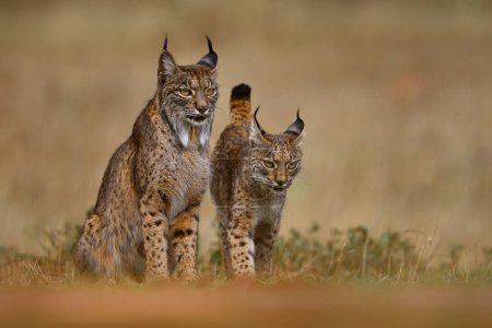 Téléchargez les photos : Iberian lynx, Lynx pardinus, mother with young kitten, wild cat endemic to Iberian Peninsula in southwestern Spain in Europe. Rare cat walk in the nature habitat. Lynx family, nine month old cub. - en image libre de droit