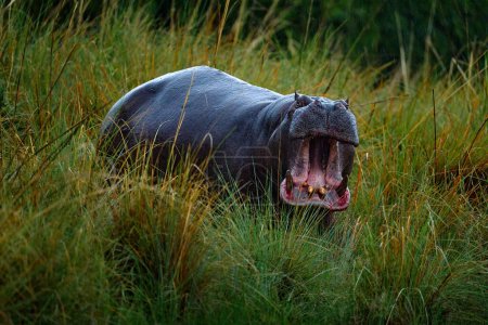 Téléchargez les photos : Botswana, wildlife, Hippo with open mouth muzzle with teeth, danger animal in the water. Detail portrait of hippo head.  Hippopotamus amphibius capensis, with evening sun, animal in the nature. - en image libre de droit