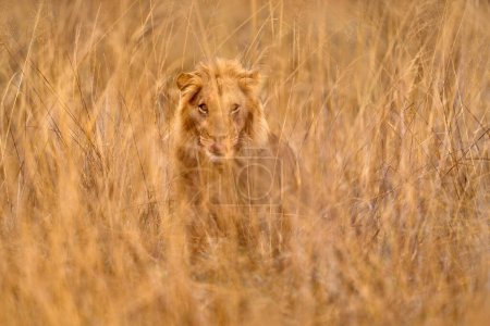 Foto de León escondido detrás de la rama del árbol en el delta del Okavango, Botswana. Safari en África. León africano en la hierba, con hermosa luz de la tarde. Escena de vida salvaje de la naturaleza. Animales en África. - Imagen libre de derechos