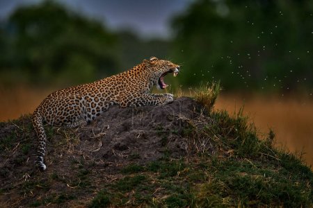 Foto de Leopard open muzzle mouth, Panthera pardus Shortridge, nature habitat, big wild cat, sunny day on the savannah, Okavango delta Botswana. Wildlife nature. Africa wildlife. - Imagen libre de derechos