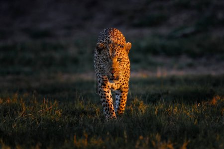 Foto de Leopard sunset, face walk. Leopard, Panthera pardus shortridge, nature habitat, big wild cat in the nature habitat, sunny day on the savannah, Okavango delta Botswana. Wildlife nature. Africa wildlife - Imagen libre de derechos