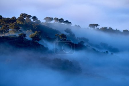 Photo for Landscape in Sierra de Andjar, blue morning sunrise with clod fog. Winter green season in Andalusia in Spain. Hills withs trees and fog. Cold day in Andjar, Europe landscape. - Royalty Free Image