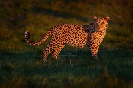 Foto de Leopard, Panthera pardus shortridge, nature habitat, big wild cat in the nature habitat, sunny day on the savannah, Okavango delta Botswana. Wildlife nature. Africa wildlife. - Imagen libre de derechos