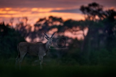 Foto de Eland sunset, Moremi, Botswana. Eland antelope, Taurotragus oryx, big brown African mammal in nature habitat. Eland in green vegetation, Khwai river, Okavango in Botswana. Wildlife scene nature. - Imagen libre de derechos