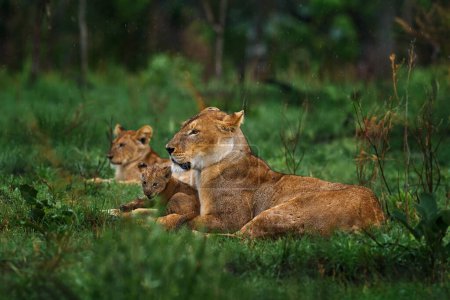 Téléchargez les photos : Cute lion cub with mother, African danger animal, Panthera leo, Okavango delta Botswana in Africa. Cat babe in nature habitat. Wild lion in the grass habitat, sunny evening hot day. - en image libre de droit