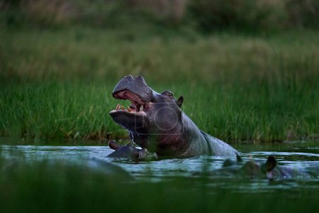 Téléchargez les photos : Hippopotame aux oiseaux. Hippopotame d'Afrique, Hippopotame amphibie capensis, avec soleil du soir, animal dans l'habitat naturel de l'eau, Khwai, Moremi au Botswana, Afrique. Scène animalière de la nature. - en image libre de droit