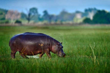Foto de Botswana, wildlife, Hippo i green grass, wet season, danger animal in the water. African landscape with hippo. Hippopotamus amphibius capensis, with evening sun, animal in the nature. - Imagen libre de derechos