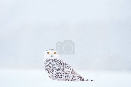 Foto de Invierno frío. Búho nevado sentado en la nieve en el hábitat. Invierno blanco con pájaro brumoso. Vida silvestre de la naturaleza, Manitoba, Canadá. Búho en el prado blanco, comportamiento animal. - Imagen libre de derechos