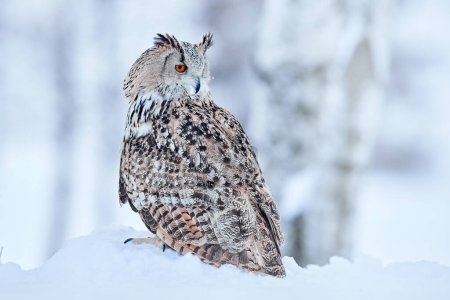 Téléchargez les photos : Winter scene with Big Eastern owl in the nature taiga habitat, Russia wildlife. Siberian Eagle Owl, Bubo bubo sibiricus, sitting in the birch tree with snow in the forest. - en image libre de droit