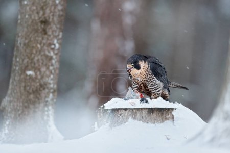 Photo for Peregrine Falcon, bird of prey sitting on the tree stump with catch during winter with snow, Germany. Falcon witch killed dove. Wildlife scene from snowy nature. - Royalty Free Image