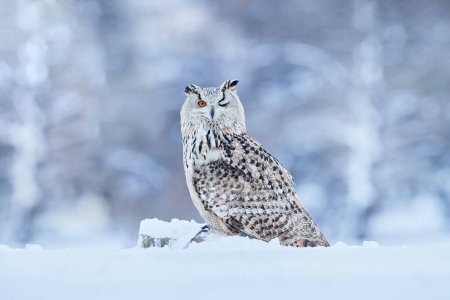 Téléchargez les photos : Winter scene with Big Eastern owl in the nature taiga habitat, wildlife. Siberian Eagle Owl, Bubo bubo sibiricus, sitting in the birch tree with snow in the forest. - en image libre de droit