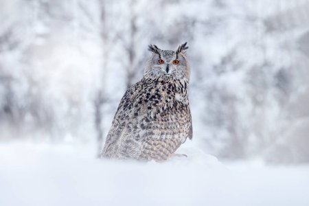 Téléchargez les photos : Siberian Eagle Owl, Bubo bubo sibiricus, sitting in the birch tree with snow in the forest. Winter scene with Big Eastern owl in the nature taiga habitat, Russia wildlife. - en image libre de droit