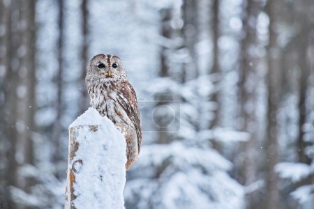Téléchargez les photos : Owl in cold winter, Prague, Czech Republic Winter forest with Tawny Owl snow during winter, snowy forest in background, nature habitat. Wildlife scene from cold winter. - en image libre de droit