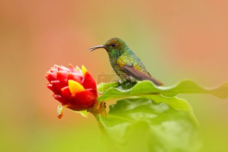 Photo for Costa Rica, Coppery-headed Emerald, Elvira cupreiceps, beautiful hummingbird from La Paz Cordillera de Talamanca, Costa Rica. Scene in tropical forest, animal in nature habitat. - Royalty Free Image